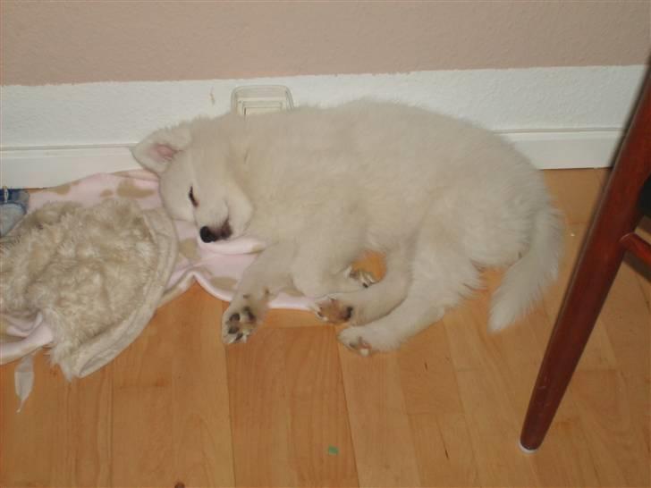 Samojedhund Bella Donna  - Bella som helt lille billede 2