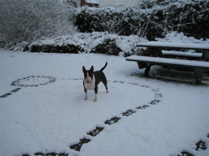 Bullterrier CIRKELINE billede 9