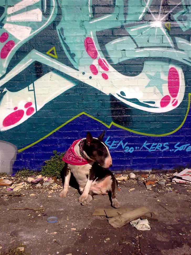 Bullterrier CIRKELINE - mors lille GettoPrinsesse billede 10