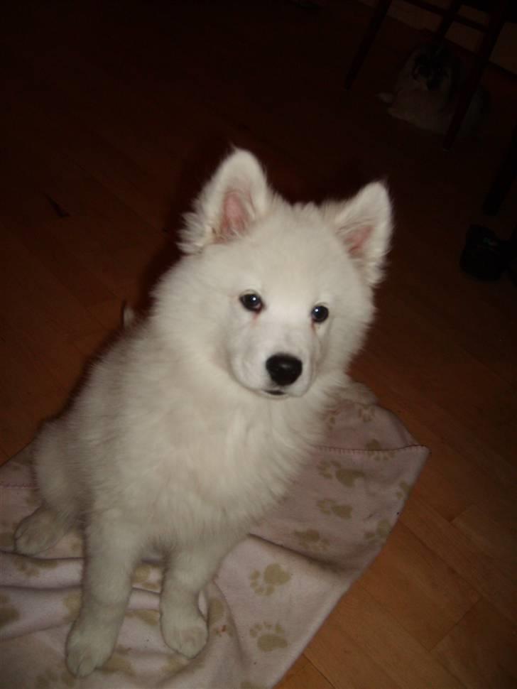 Samojedhund Bella Donna  billede 3