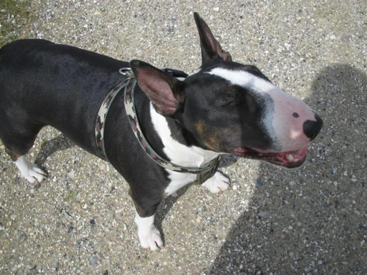 Bullterrier CIRKELINE billede 11