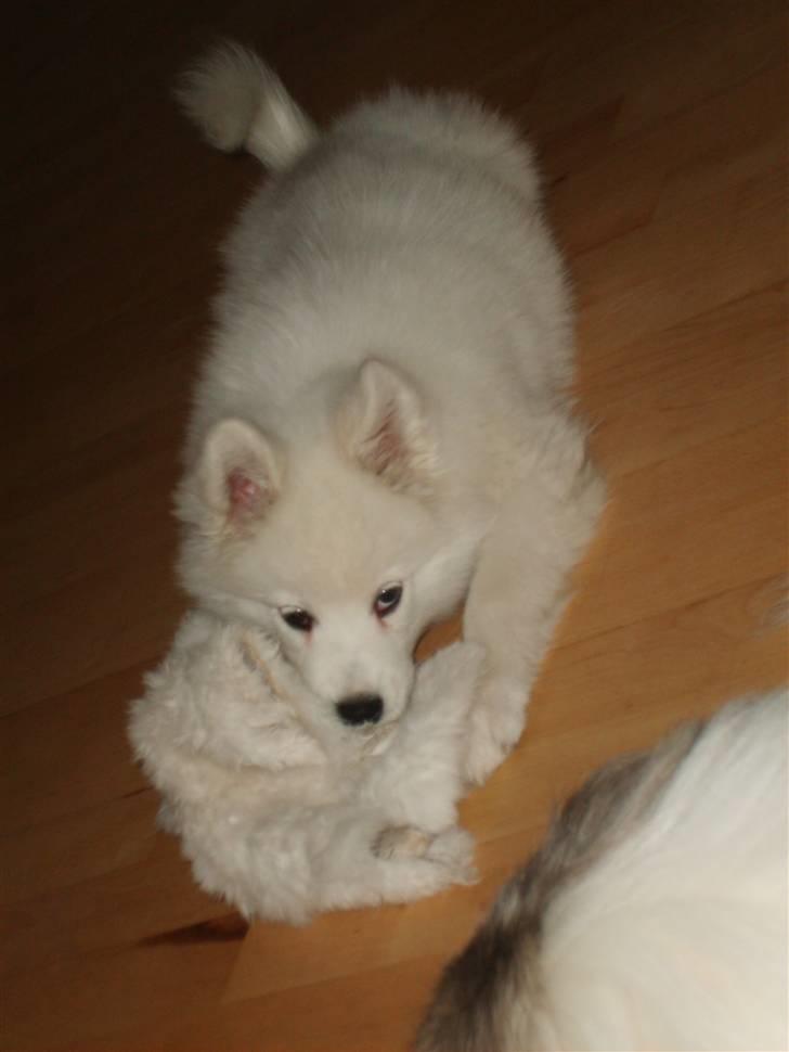 Samojedhund Bella Donna  billede 4