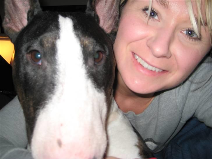 Bullterrier CIRKELINE billede 12