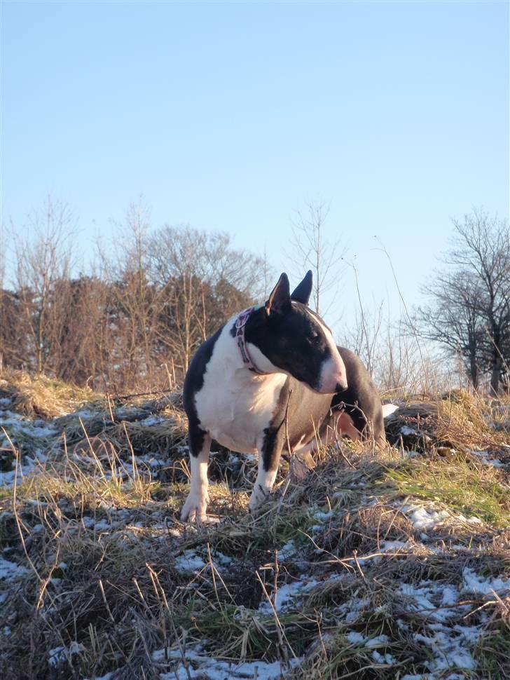 Bullterrier CIRKELINE billede 13