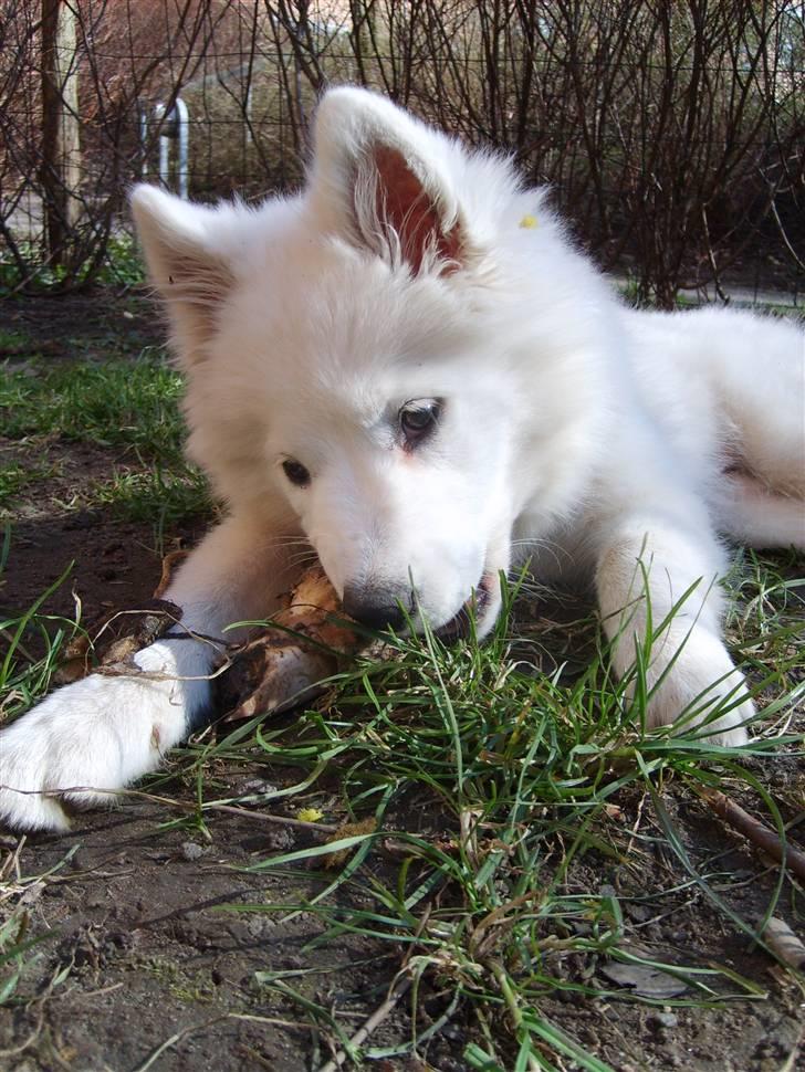 Samojedhund Bella Donna  billede 5