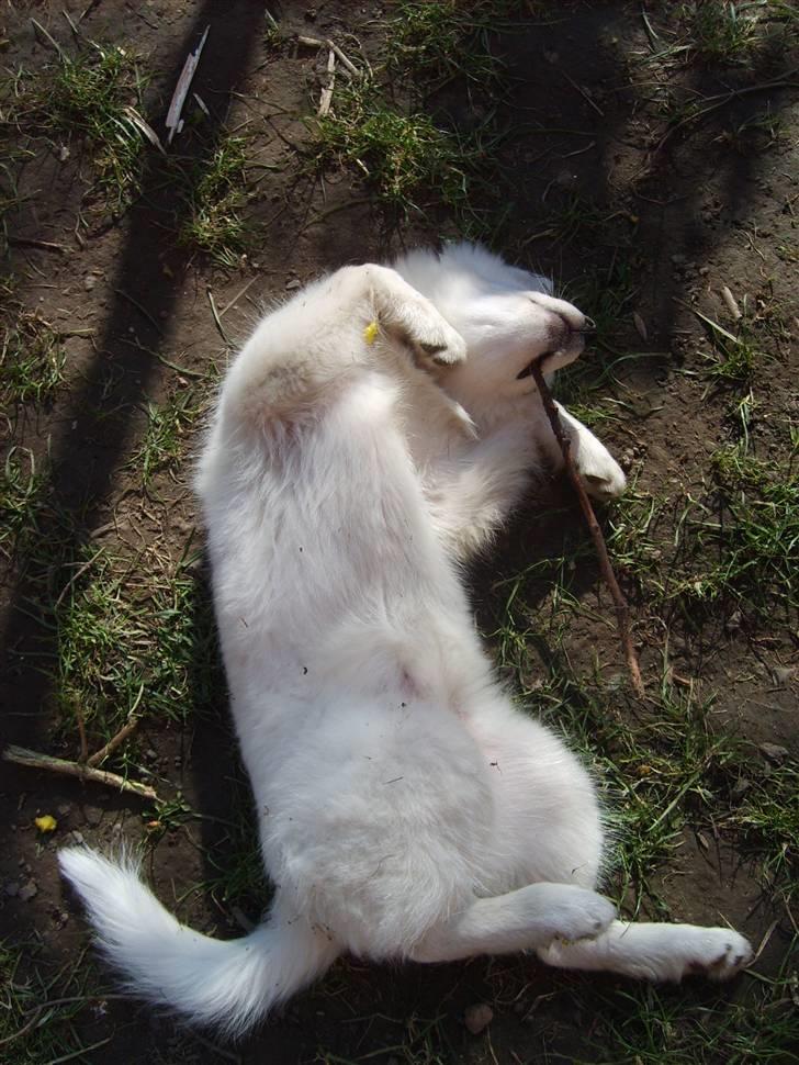 Samojedhund Bella Donna  billede 6