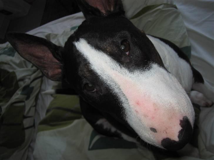 Bullterrier CIRKELINE billede 14