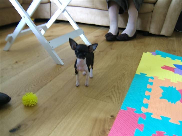 Chihuahua Chanel R.I.P - Der er min bold!! billede 2