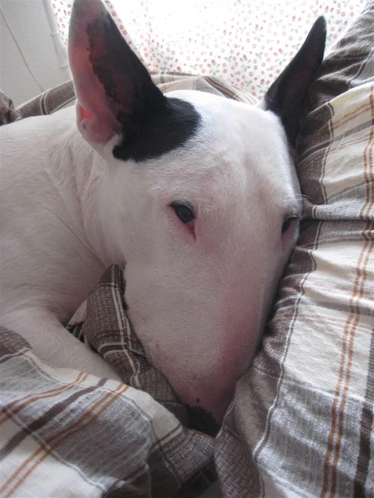 Bullterrier anton R.I.P 08 - Antons sidste dag billede 7