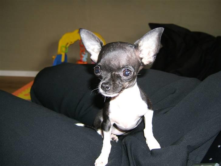 Chihuahua Chanel R.I.P billede 3