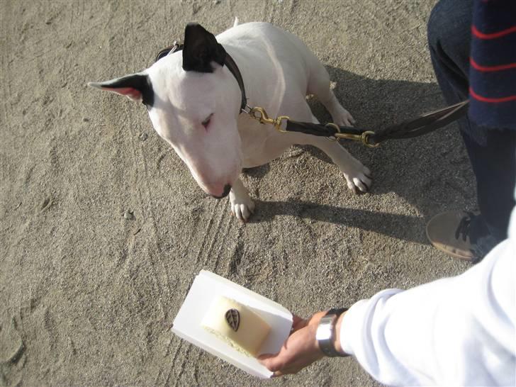 Bullterrier anton R.I.P 08 - Antons sidste kage billede 8