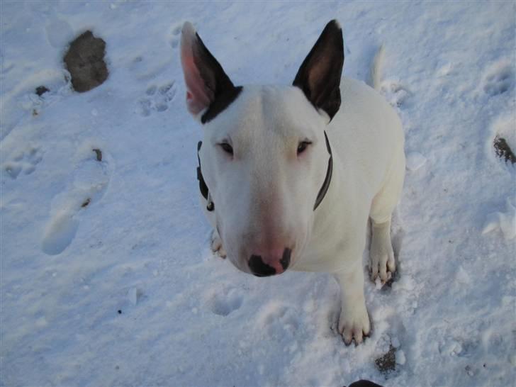 Bullterrier anton R.I.P 08 billede 9