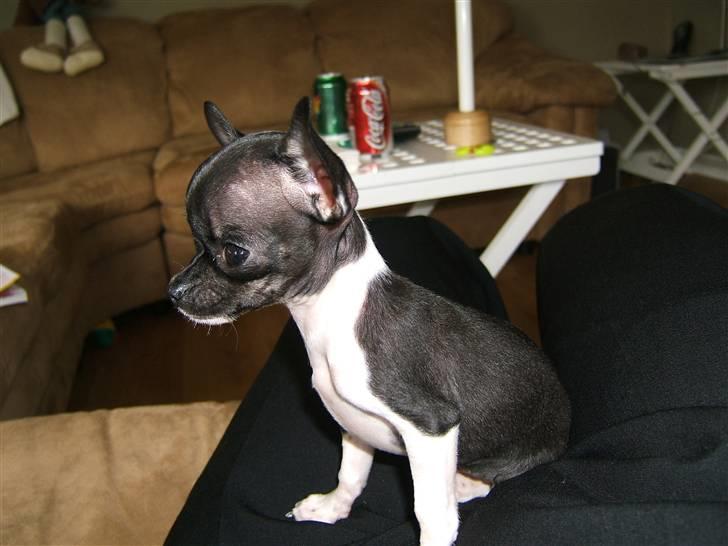 Chihuahua Chanel R.I.P billede 4