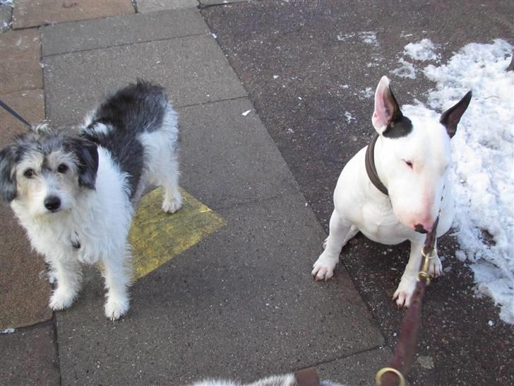 Bullterrier anton R.I.P 08 billede 10