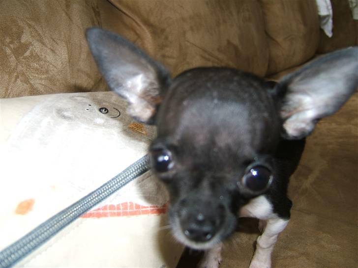 Chihuahua Chanel R.I.P - Hov kom lidt for tæt på... billede 5