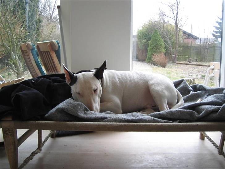 Bullterrier anton R.I.P 08 billede 11