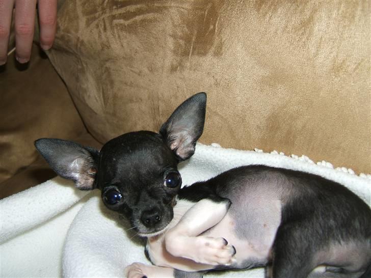Chihuahua Chanel R.I.P billede 6
