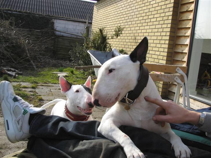 Bullterrier anton R.I.P 08 billede 12