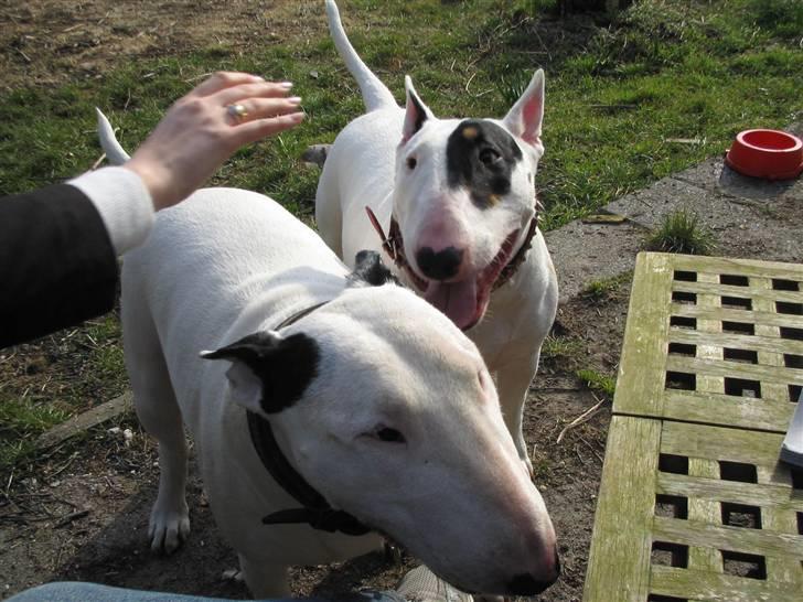 Bullterrier anton R.I.P 08 billede 13