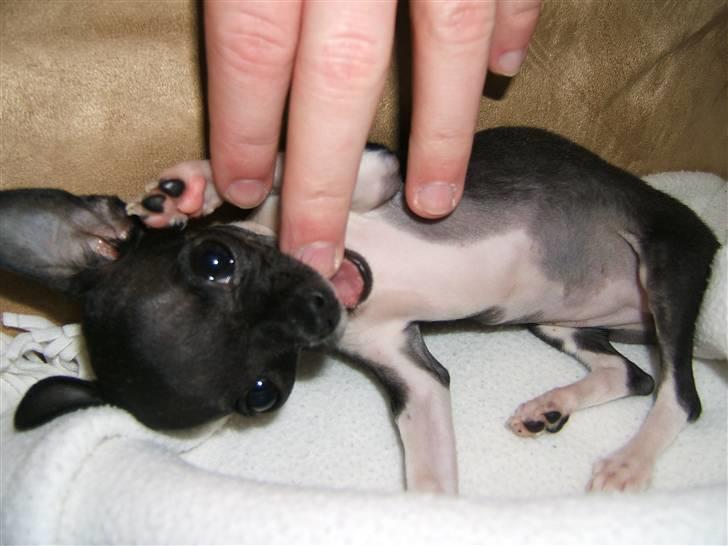 Chihuahua Chanel R.I.P - Grr.. jeg er farlig!! billede 7