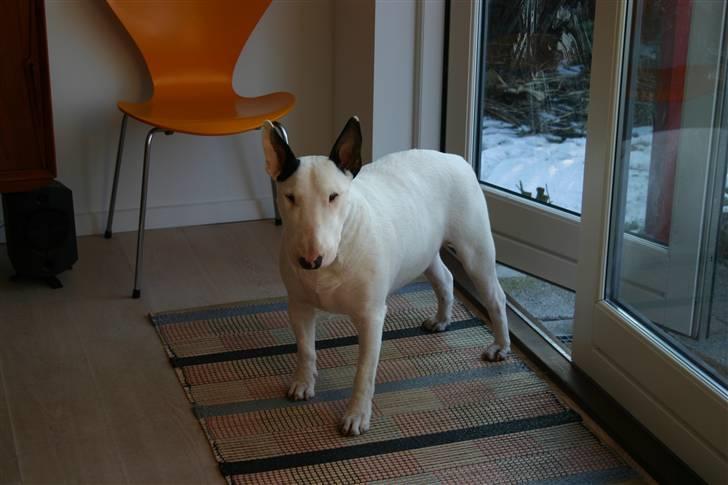 Bullterrier anton R.I.P 08 billede 14