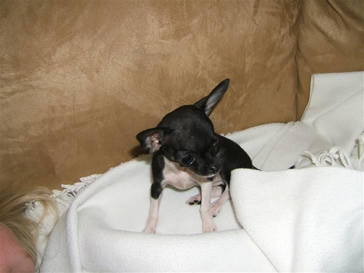 Chihuahua Chanel R.I.P billede 8