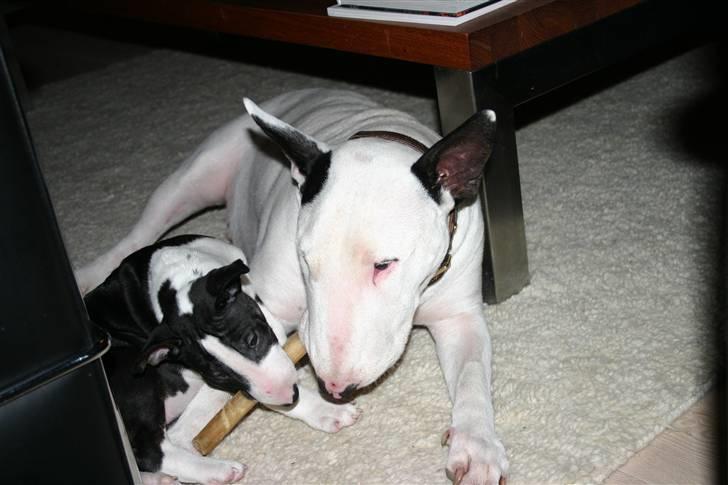 Bullterrier anton R.I.P 08 billede 15