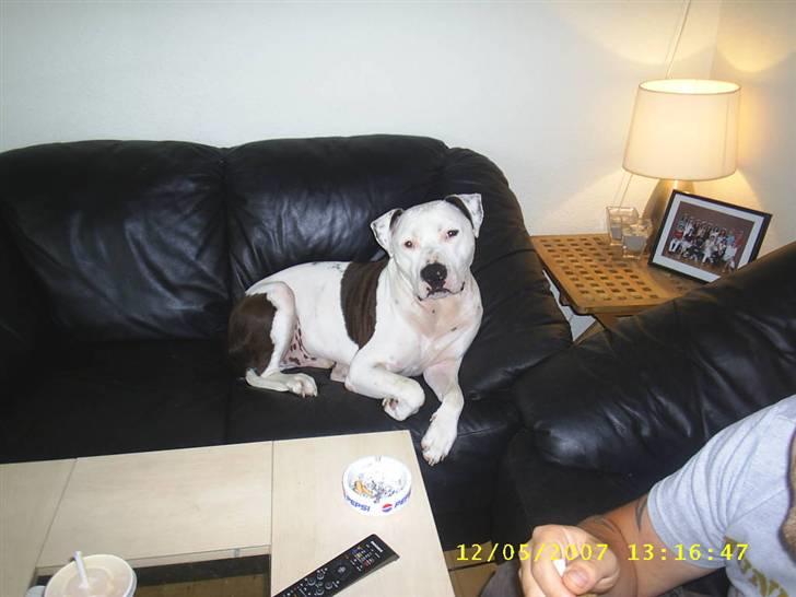 Amerikansk staffordshire terrier Joker R.I.P min skat :'( billede 6