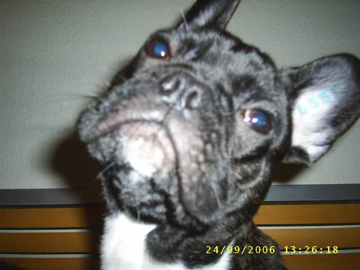 Fransk bulldog Rocky - R.I.P :'( <3 - Jaaa, jeg ved godt jeg er smuk :D - NYT  billede 15