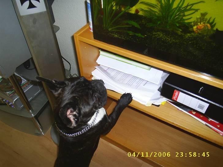 Fransk bulldog Rocky - R.I.P :'( <3 - Moar, hvis jeg nu er RIGTIG sød, må jeg så ikke bare på én lille fisk? Please ;) NYT billede 16
