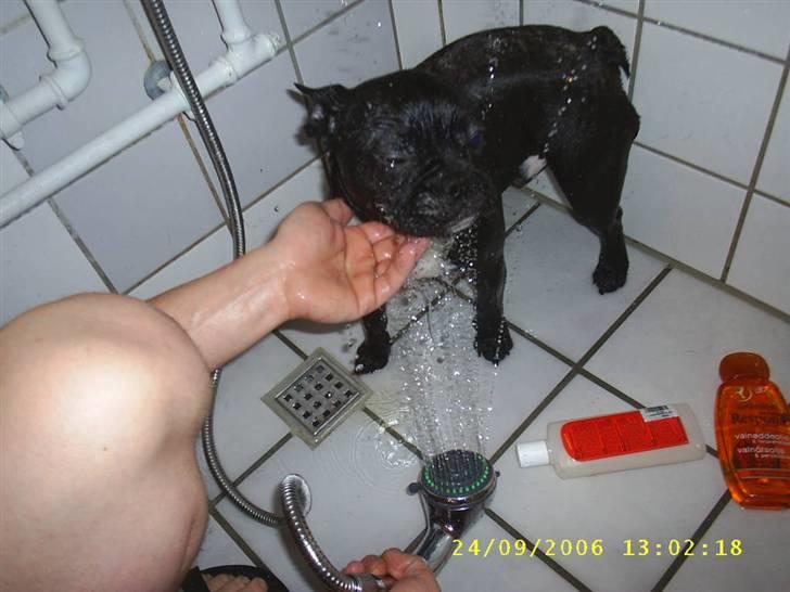 Fransk bulldog Rocky - R.I.P :'( <3 - Det er BARE IKKE pænt gjort far :( Øv. NYT billede 17