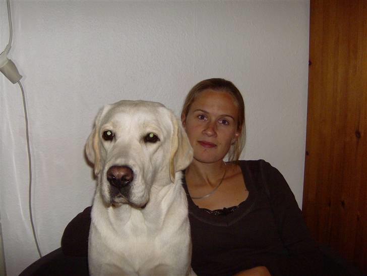 Labrador retriever Masja billede 1