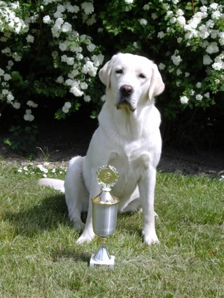 Labrador retriever Masja - Bedste hund på Overgangsholdet 2008 billede 2