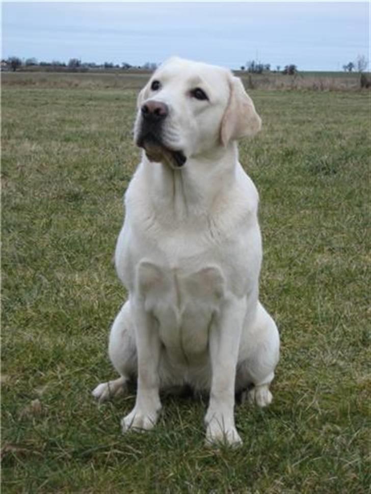 Labrador retriever Masja billede 3