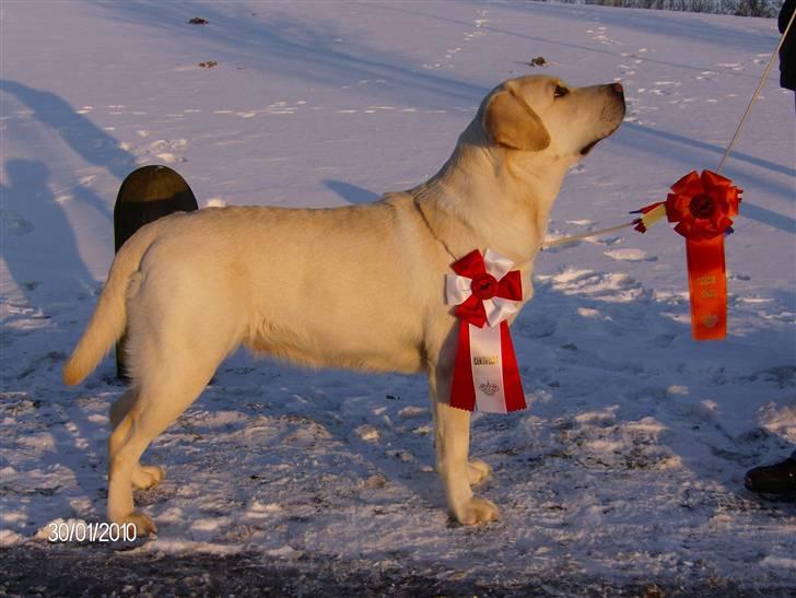 Labrador retriever Masja billede 4