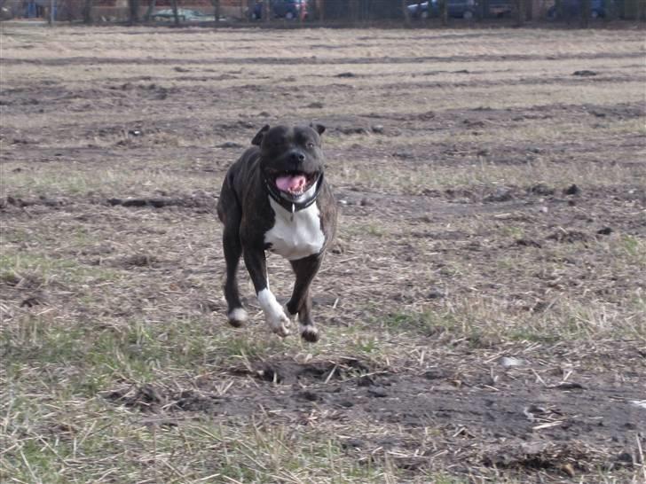 Blanding af racer Laban R.I.P Min skat - Snart 4 år, og et legebarn som var han ½ (: billede 16