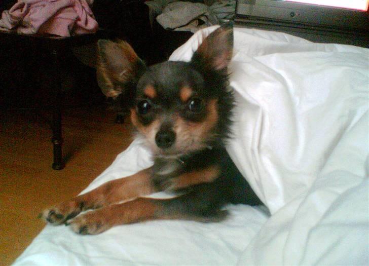 Chihuahua Dario billede 1