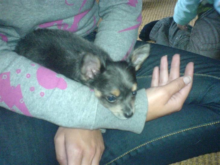 Chihuahua Dario - Efter en lang køretur. Første dag med den bette Dario :-) billede 2