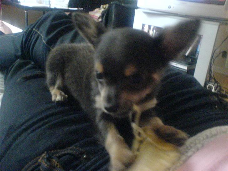 Chihuahua Dario billede 3