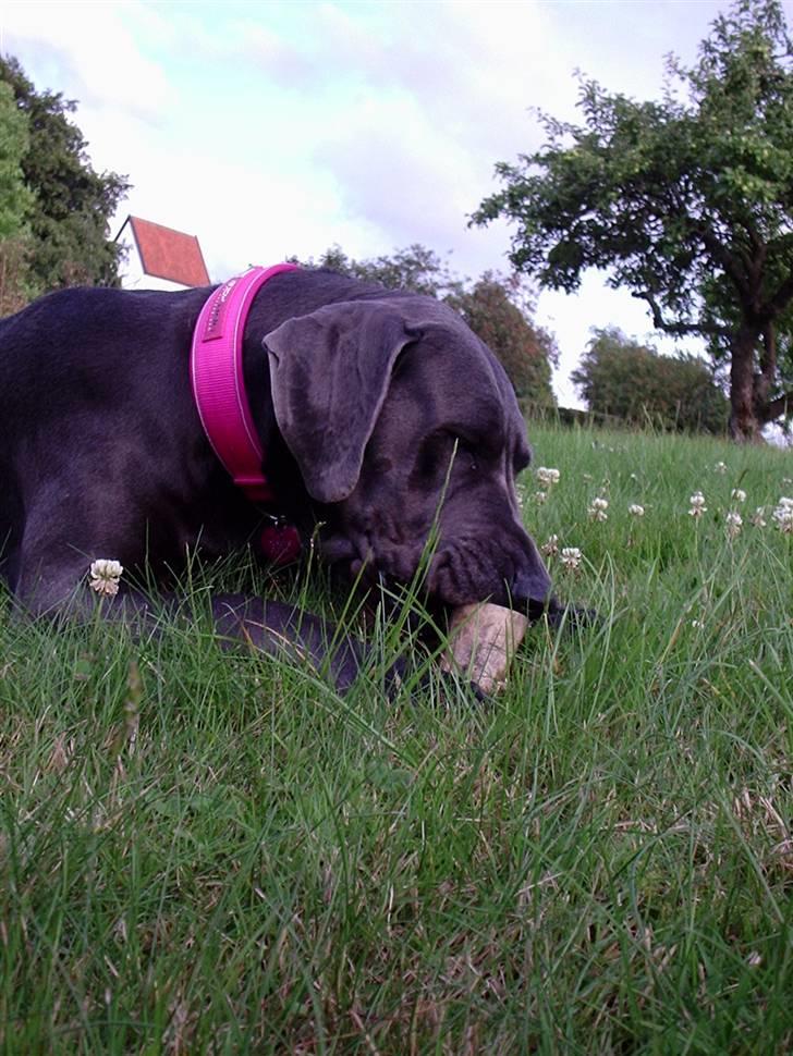 Grand danois BLUE TEMPTATION'S HOPE billede 15