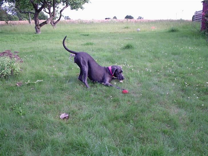 Grand danois BLUE TEMPTATION'S HOPE billede 16