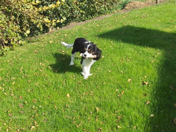 Cavalier king charles spaniel Asterix - Yes- jeg fandt benet først billede 11