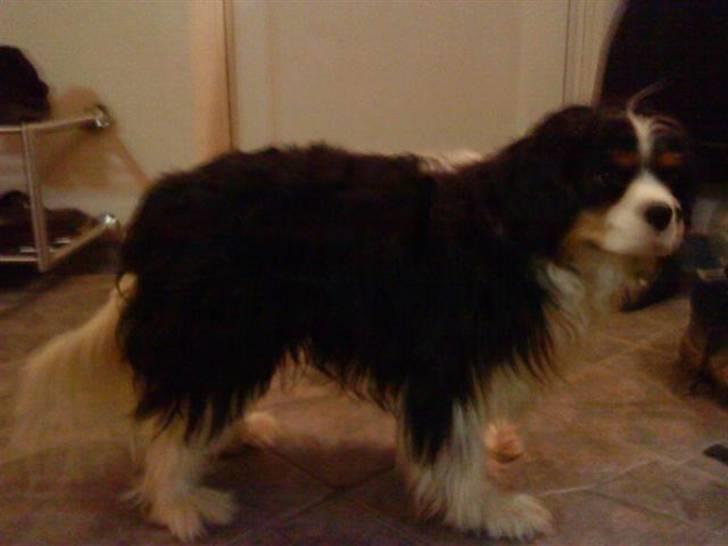Cavalier king charles spaniel Asterix billede 12