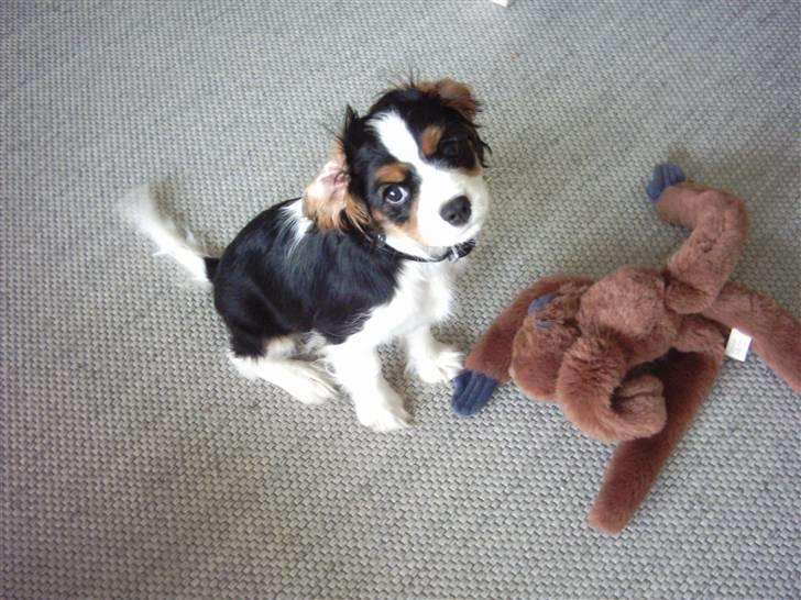 Cavalier king charles spaniel Asterix billede 13