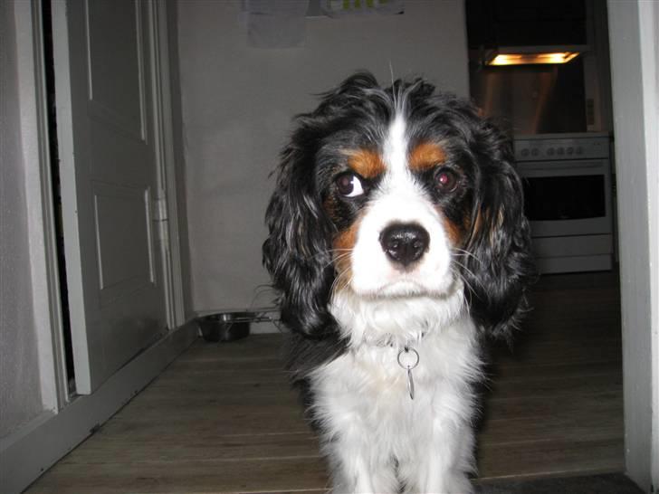 Cavalier king charles spaniel Asterix - Jeg er da overhovedet ikke bælgøjet!! billede 15