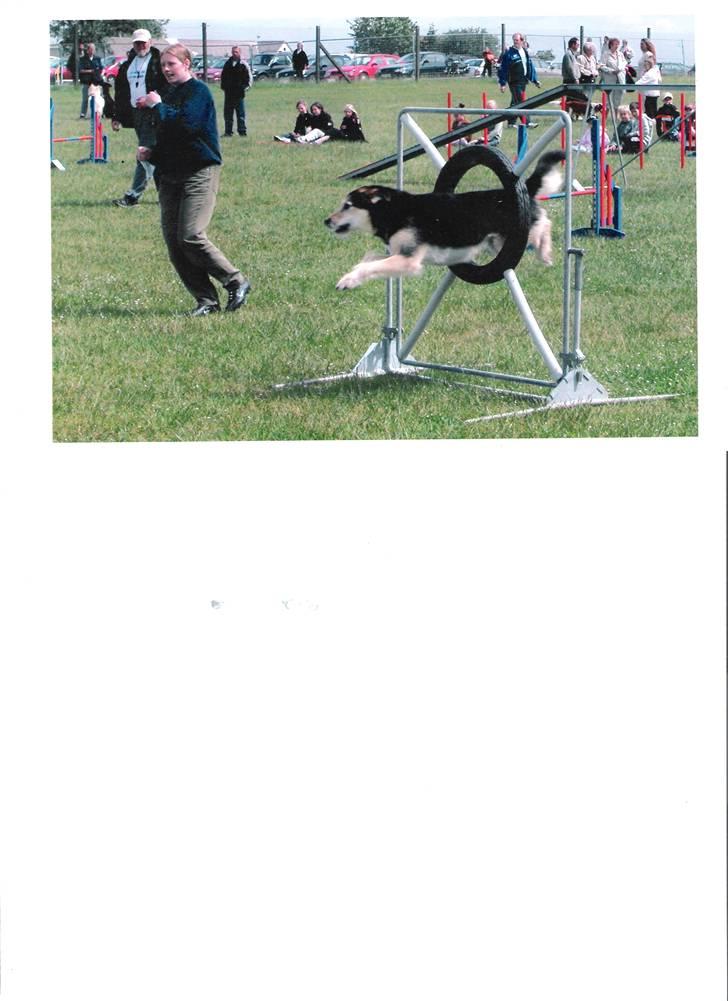 Blanding af racer Lucky - Borrevejle 2005 billede 5