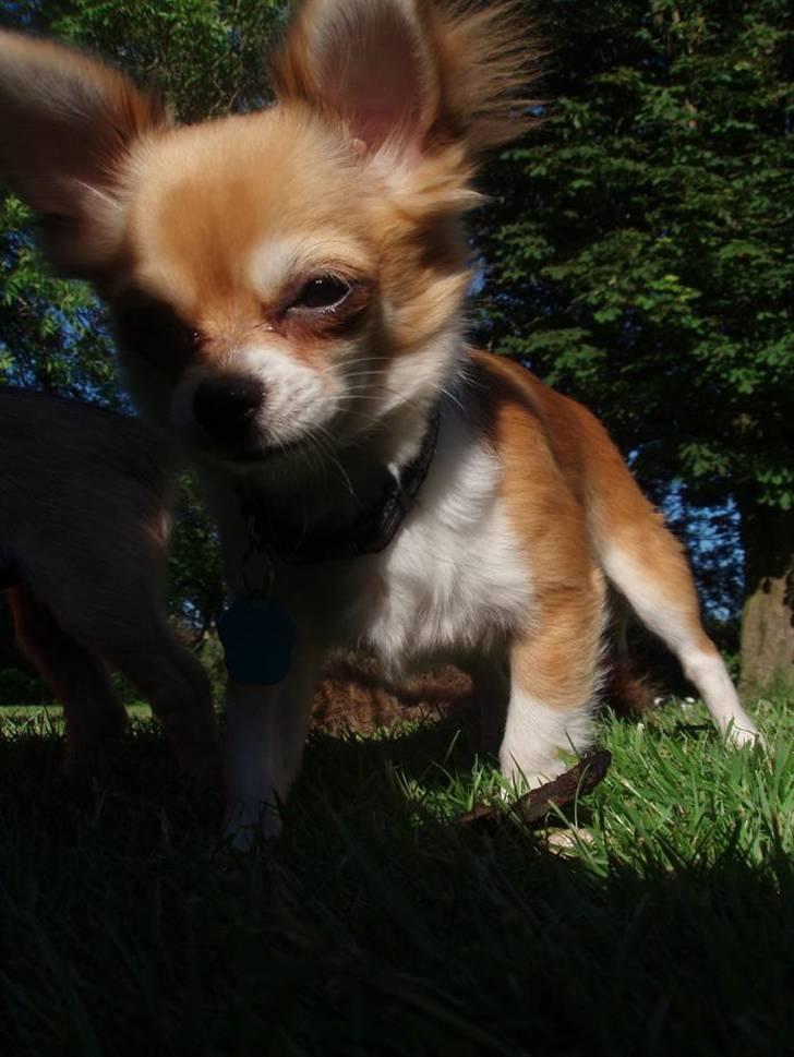 Chihuahua Nevada billede 12