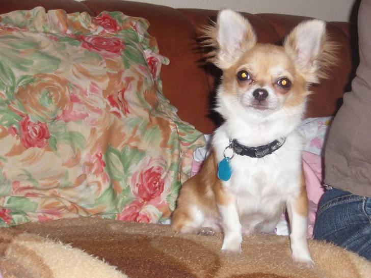 Chihuahua Nevada billede 13