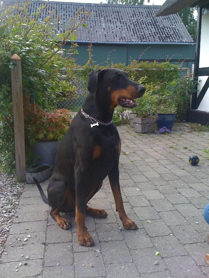 Dobermann Rocky - Rocky 4 år billede 2