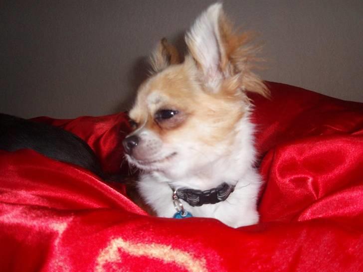 Chihuahua Nevada billede 14